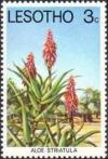 Colnect-1730-108-Aloe-Striatula.jpg