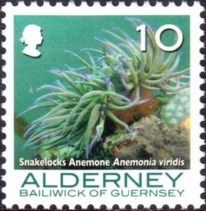 Colnect-4428-114-Snakelocks-Anemone-Anemonia-viridis-.jpg