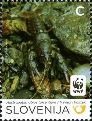 Colnect-932-988-Stone-Crayfish-Austropotamobius-torrentium.jpg