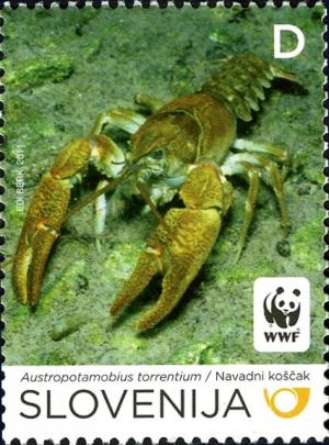 Colnect-932-989-Stone-Crayfish-Austropotamobius-torrentium.jpg