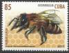 Colnect-4628-809-Egyptian-Honey-Bee-Apis-mellifera-lamarckii.jpg