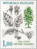 Colnect-145-645-Tree-Beech-beech---Fagus-sylvatica.jpg