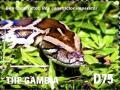 Colnect-3653-671-Boa-Constrictor-Boa-constrictor-ssp-imperator.jpg