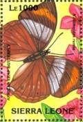 Colnect-4221-144-African-leaf-Butterfly-Kallimoides-rumia.jpg