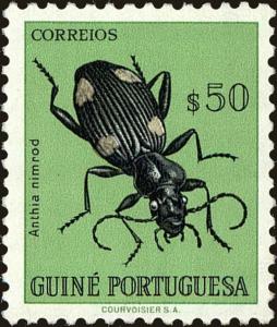 Colnect-4489-174-Ground-Beetle-Anthia-nimrod.jpg