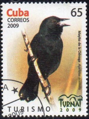 Colnect-1761-446-Red-shouldered-Blackbird-Agelaius-assimilis.jpg