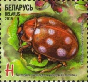 Colnect-2861-520-Cream-spotted-Lady-Beetle-Calvia-quatuordecimguttata.jpg