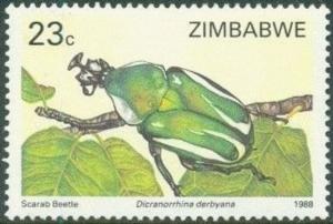 Colnect-3265-629-Derby-s-Flower-Beetle-Dicronorrhina-derbyana.jpg