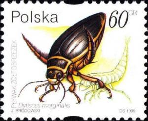 Colnect-4852-235-Great-Diving-Beetle-Dytiscus-marginalis.jpg