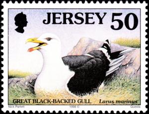 Colnect-6245-758-Great-Black-backed-Gull-Larus-marinus.jpg