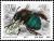 Colnect-5263-039-Carpenter-Bee-Anthophora-caerulea.jpg