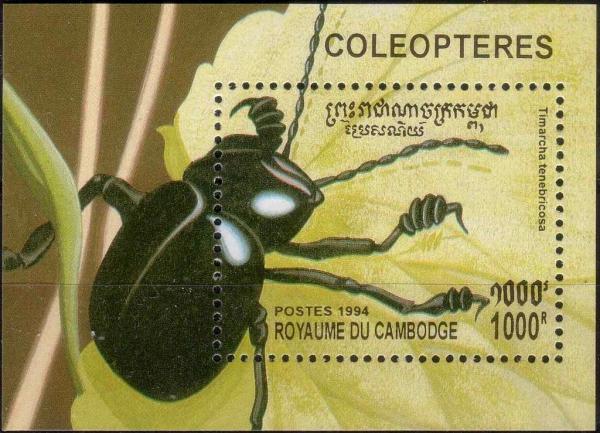 Colnect-3984-401-Bloody-nosed-Beetle-Timarcha-tenebricosa.jpg