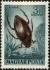 Colnect-5161-583-Great-Diving-Beetle-Dytiscus-marginalis.jpg