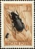 Colnect-5250-957-Corn-Ground-Beetle-Zabrus-tenebrioides.jpg