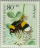 Colnect-155-548-Buff-tailed-Bumblebee-Bombus-terrestris-White-Clover-Tri.jpg