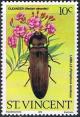 Colnect-2236-484-Oleander-Fire-Beetle-Pyrophorus-noctiluca.jpg