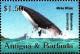Colnect-3498-539-Minke-Whale-Balaenoptera-acutorostrata.jpg