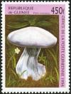 Colnect-2035-194-Violet-cortinarius-mushroom.jpg