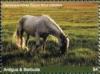 Colnect-6446-174-Camargue-Horse.jpg