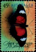 Colnect-2013-445-Red-Lacewing-Cethosia-cydippe-chrisippe.jpg