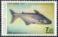 Colnect-2264-918-Mekong-Giant-Catfish-Pangasianodon-gigas.jpg