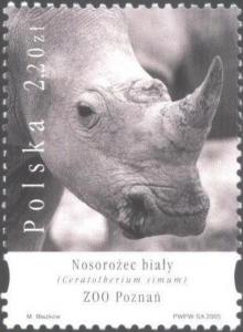 Colnect-4743-091-White-Rhinoceros-Ceratotherium-simum-Poznan-Zoo.jpg