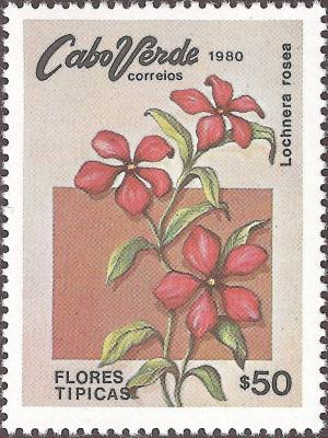 Colnect-1124-917-Typical-Flowers--Cape-periwinkle-Lochnera-rosea.jpg