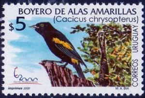 Colnect-1273-251-Golden-winged-Cacique-Cacicus-chrysopterus.jpg