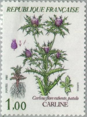 Colnect-145-503-Mountain-flowers-Carline-Carlina-flora-rubente.jpg