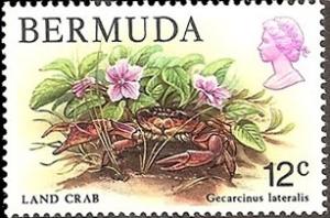 Colnect-1491-902-Bermuda-Land-Crab-Gecarcinus-lateralis-.jpg