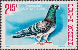 Colnect-1957-444-Carrier-Pigeon-Columba-livia-forma-domestica.jpg