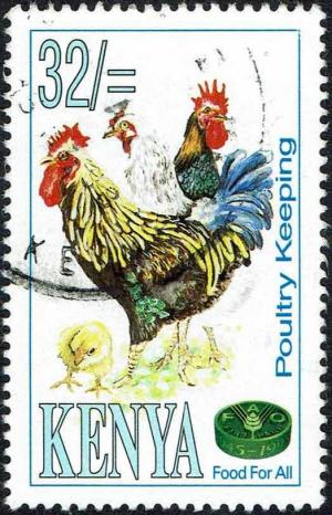 Colnect-3368-871-Poultry-Breeding---Chicken-Gallus-gallus-domesticus-.jpg