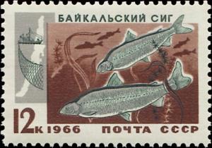 Colnect-4520-128-Baikal-Whitefish-Coregonus-lavaretus-baicalensis.jpg