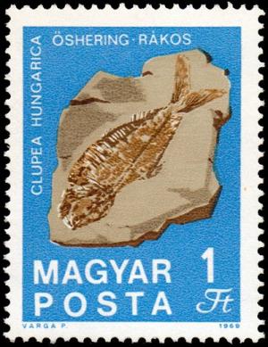 Colnect-890-352-Fossilized-Fish-Clupea-hungarica-from-R%C3%A1kos.jpg