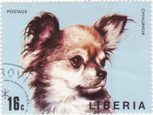 Colnect-936-987-Chihuahua-Canis-lupus-familiaris.jpg