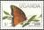Colnect-2613-253-Silver-barred-Charaxes-Charaxes-druceanus.jpg
