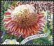 Colnect-2202-591-Chrysanthemum.jpg