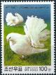 Colnect-2413-986-Domestic-Pigeon-Columba-livia-forma-domestica.jpg