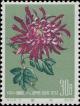 Colnect-485-655-Chrysanthemum.jpg