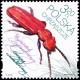 Colnect-5243-169-Beetle-Cucujus-cinnaberinus.jpg