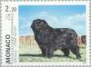 Colnect-149-615-Newfoundland-Dog-Canis-lupus-familiaris.jpg