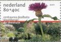 Colnect-182-237-Centaurea-dealbata--Steenbergii-.jpg