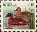 Colnect-3659-796-Masked-Duck-Oxyura-dominica.jpg