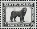 Colnect-919-960-Newfoundland-Dog-Canis-lupus-familiaris.jpg