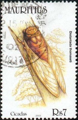 Colnect-1067-089-Cicada-Distantada-thomaseti.jpg