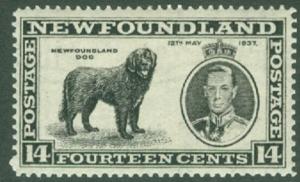 Colnect-6141-828-Newfoundland-Dog-Canis-lupus-familiaris.jpg