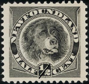Colnect-919-779-Newfoundland-Dog-Canis-lupus-familiaris.jpg