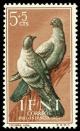 Colnect-1351-766-Rock-Dove-Columba-livia.jpg