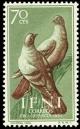 Colnect-1351-768-Rock-Dove-Columba-livia.jpg