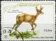 Colnect-2031-205-White-tailed-Deer-Odocoileus-virginianus.jpg